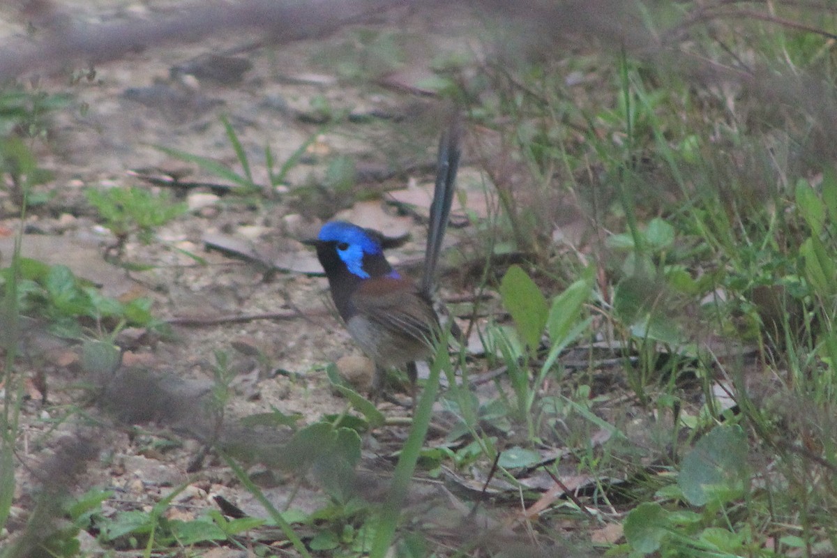 Variegated Fairywren - ML625715053