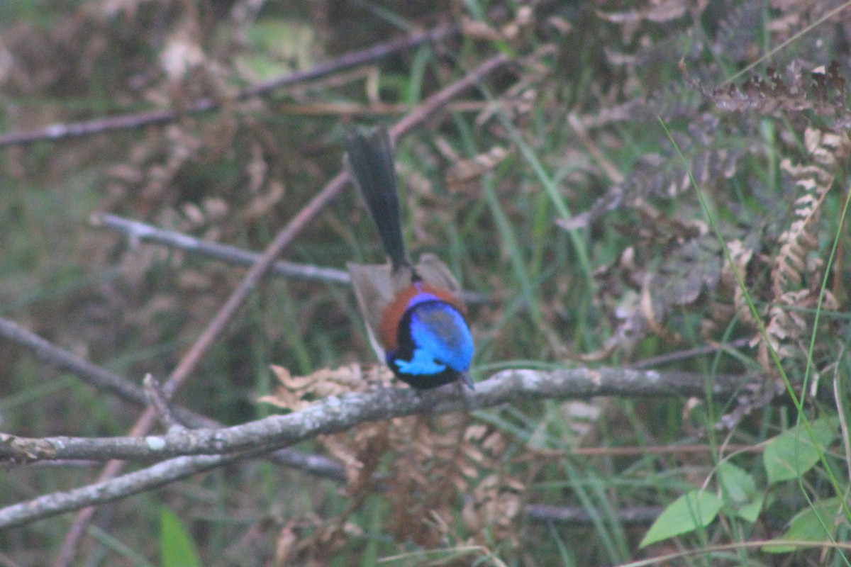 Variegated Fairywren - ML625715054