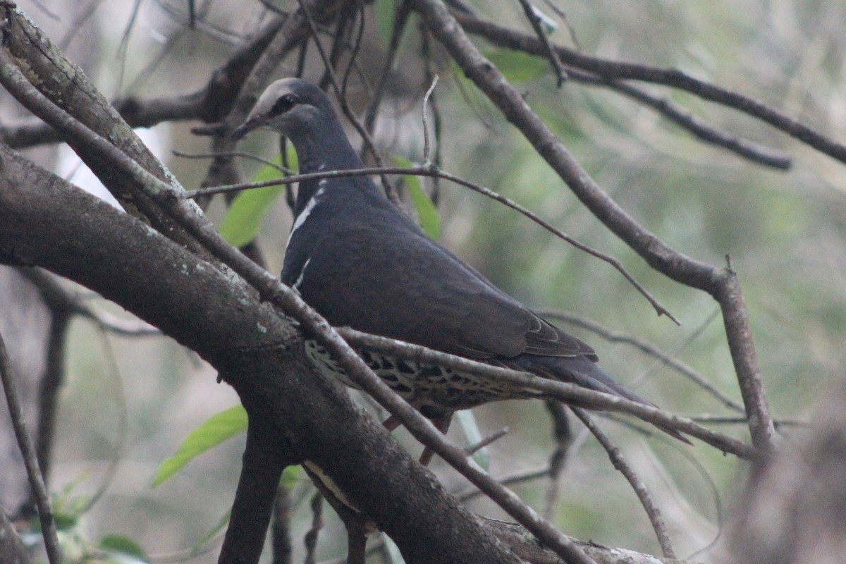 Wonga Pigeon - ML625715057