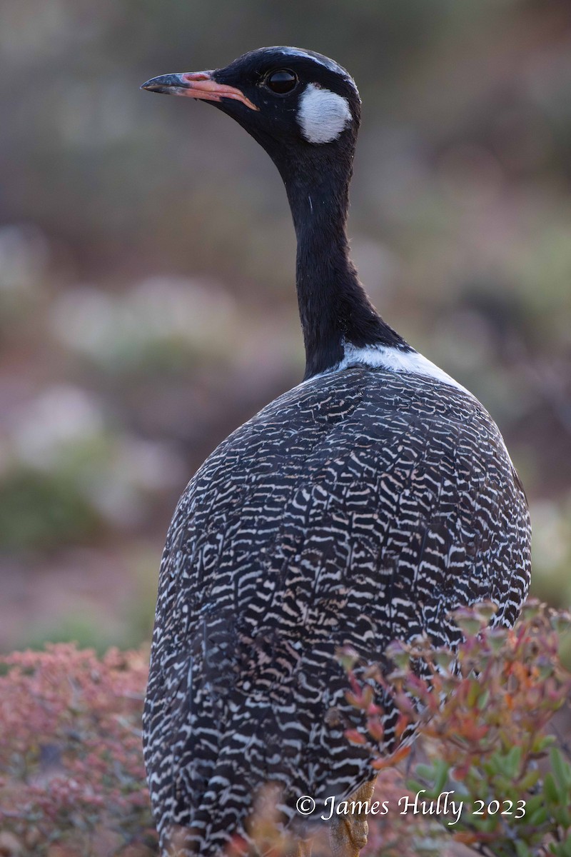 Black Bustard - ML625715083