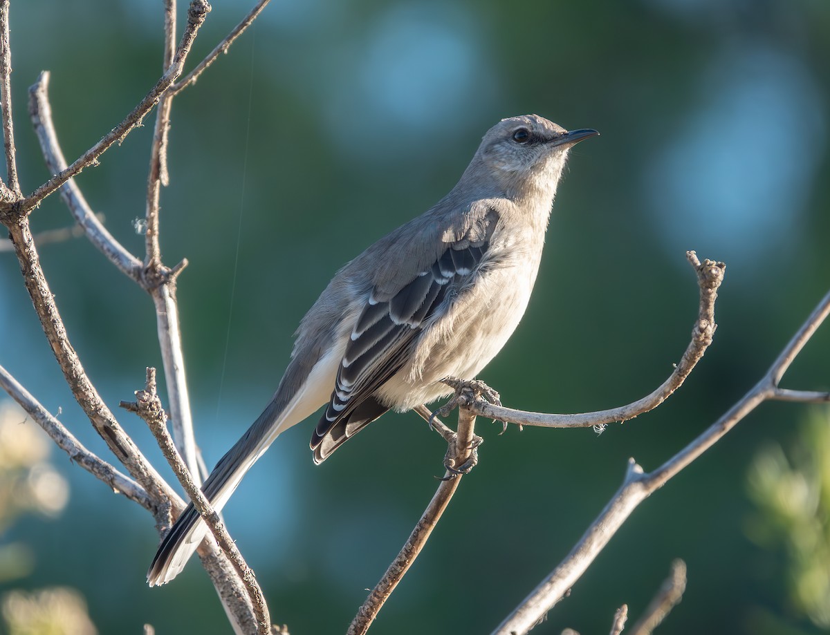 Northern Mockingbird - ML625715212