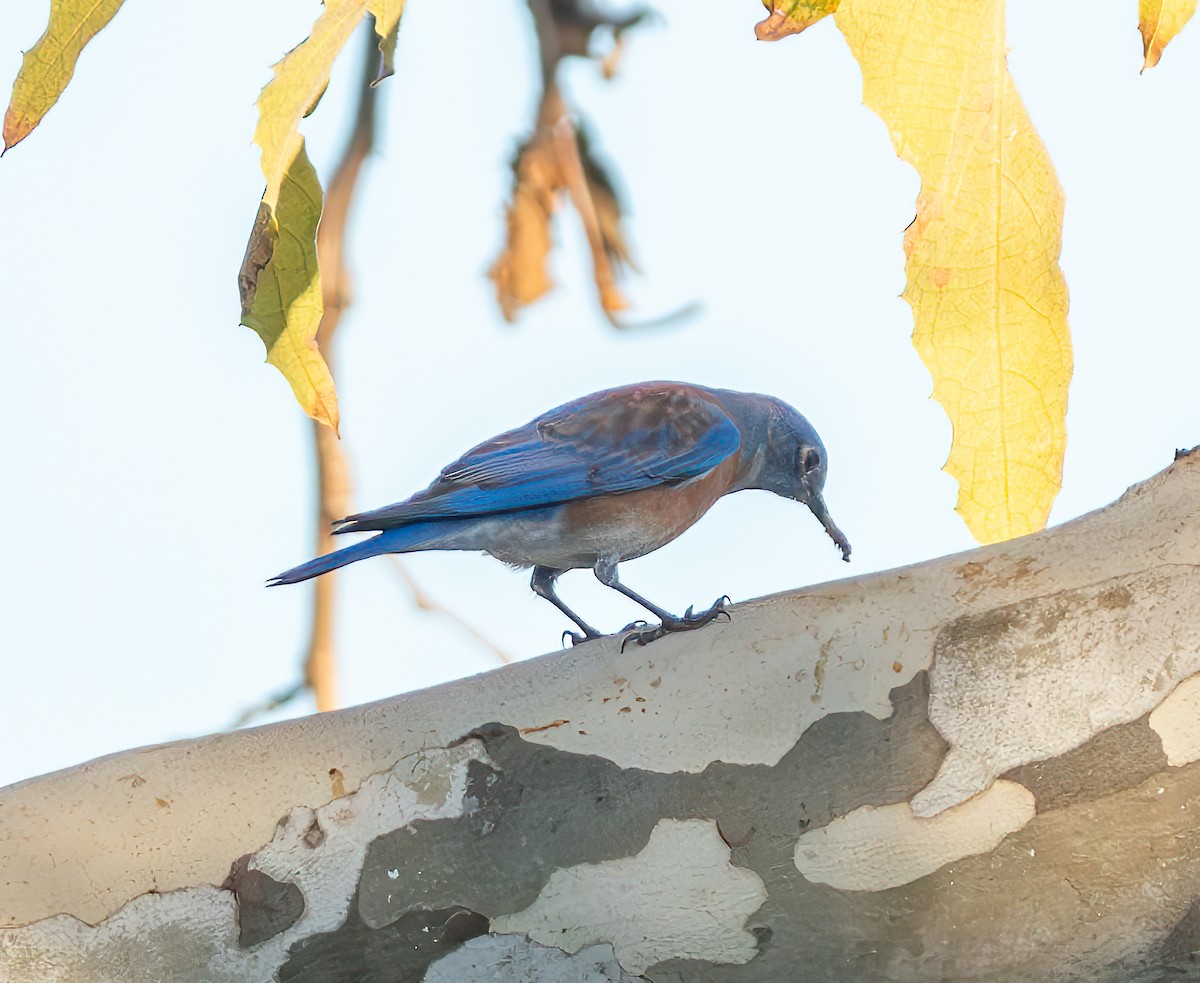 Western Bluebird - ML625715215