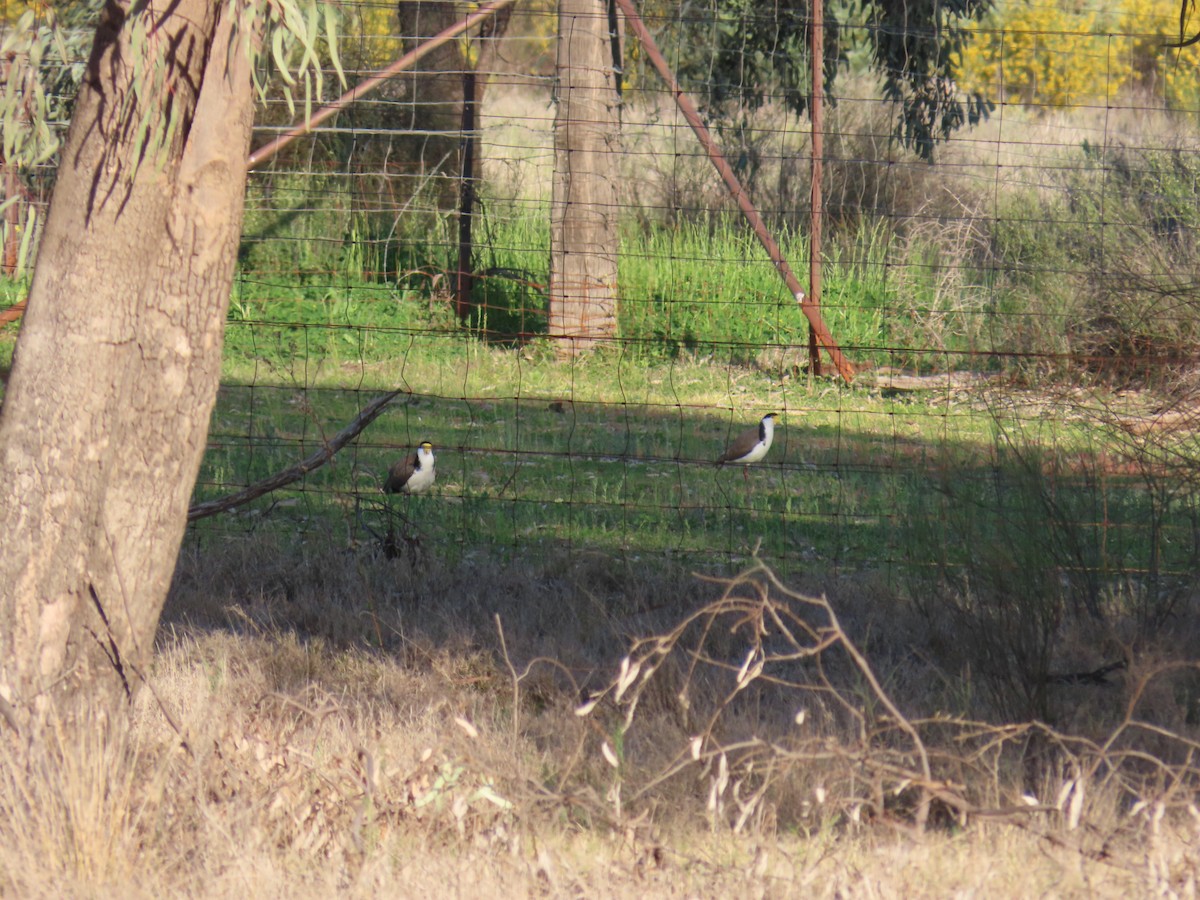 Masked Lapwing (Black-shouldered) - ML625715302