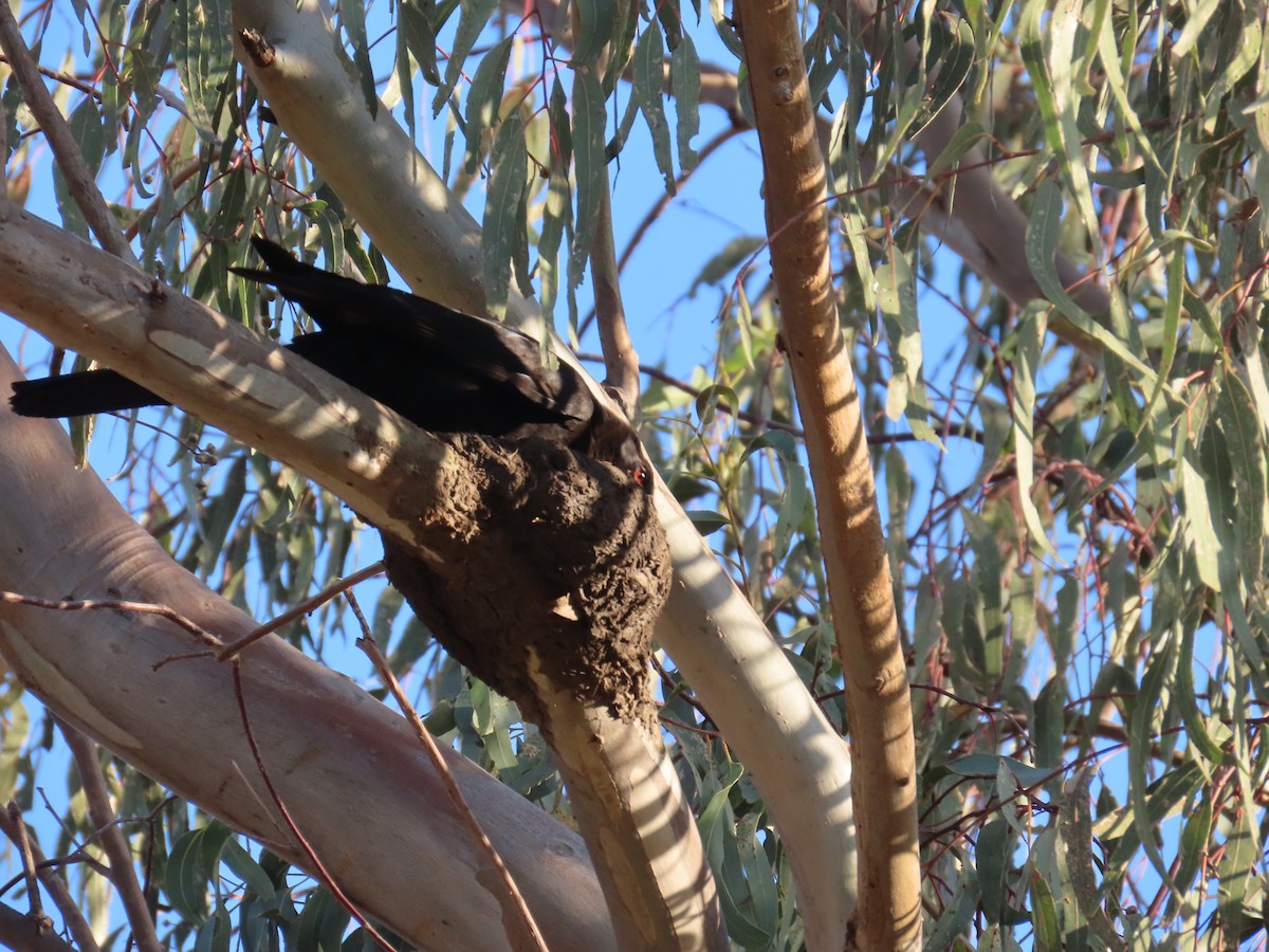 White-winged Chough - ML625715329