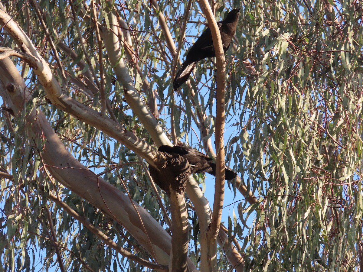 White-winged Chough - ML625715330