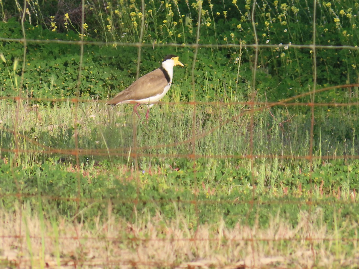 Masked Lapwing (Black-shouldered) - ML625715342