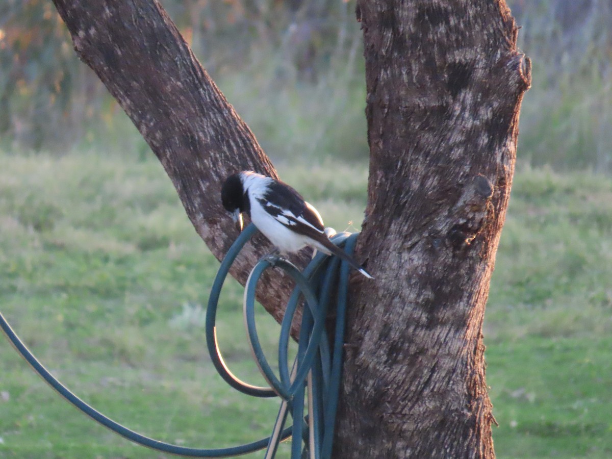 Pied Butcherbird - ML625715373