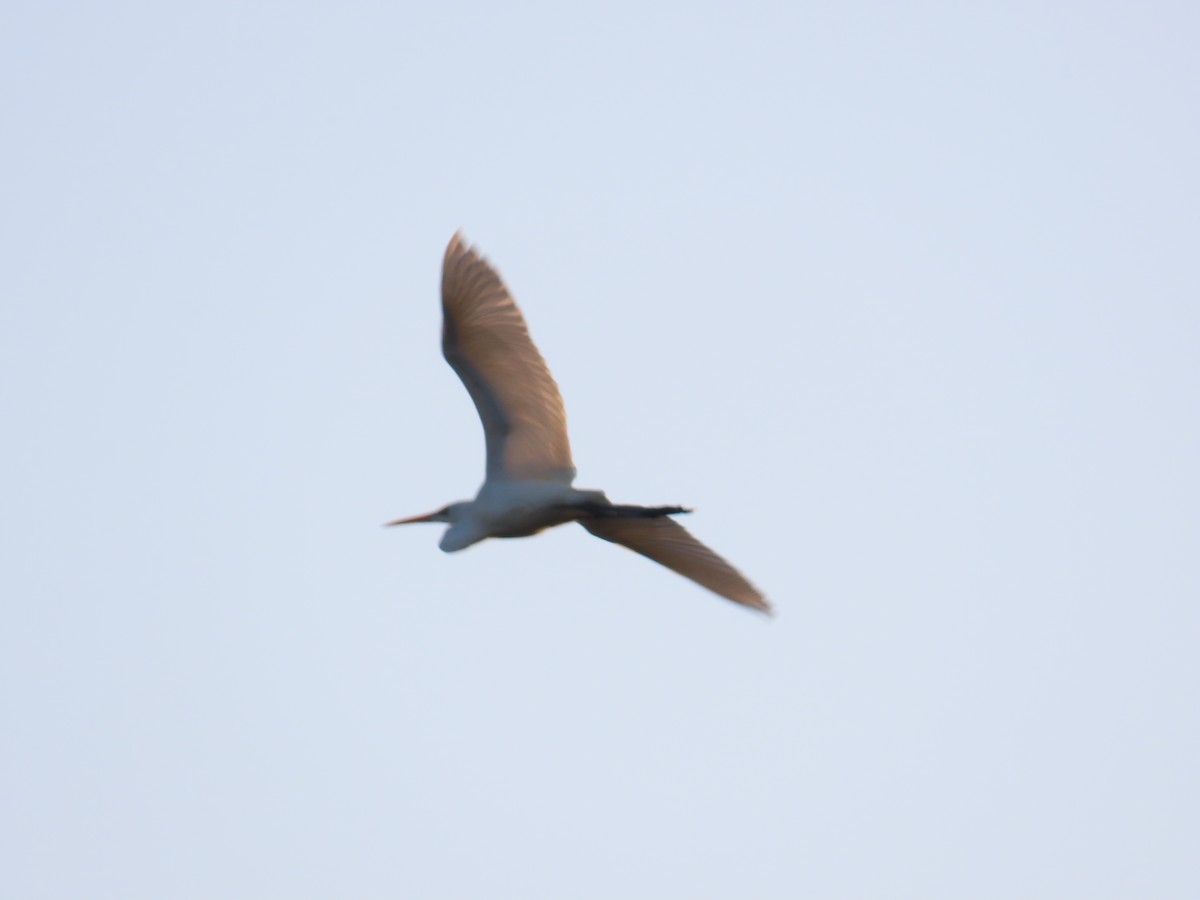 Great Egret - ML625715382