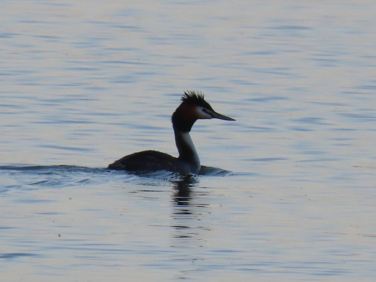 Great Crested Grebe - ML625715396