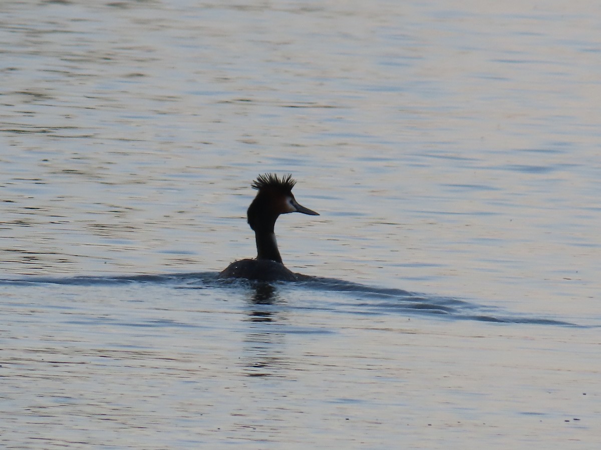 Great Crested Grebe - ML625715397