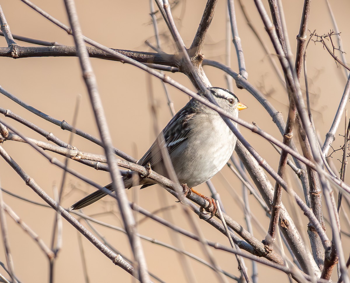 White-crowned Sparrow - ML625715401