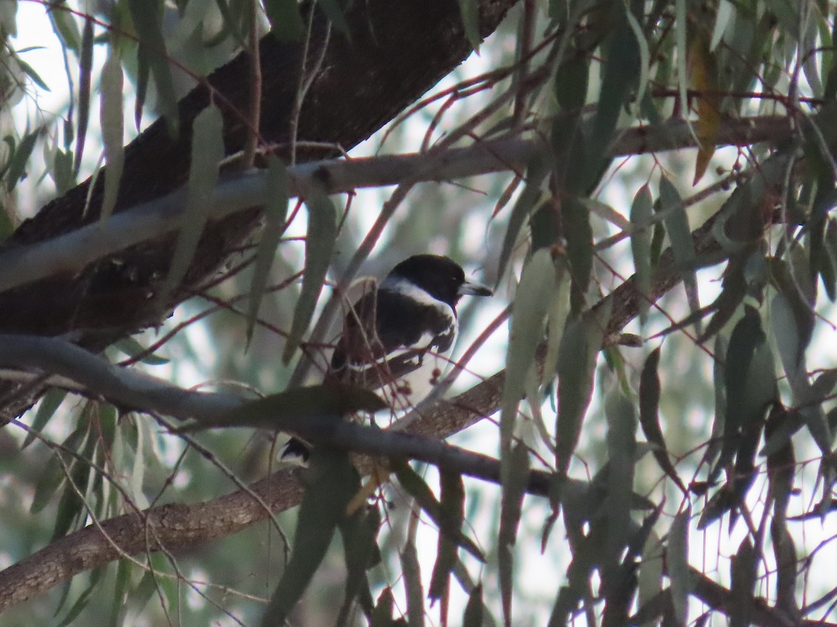 Pied Butcherbird - ML625715411