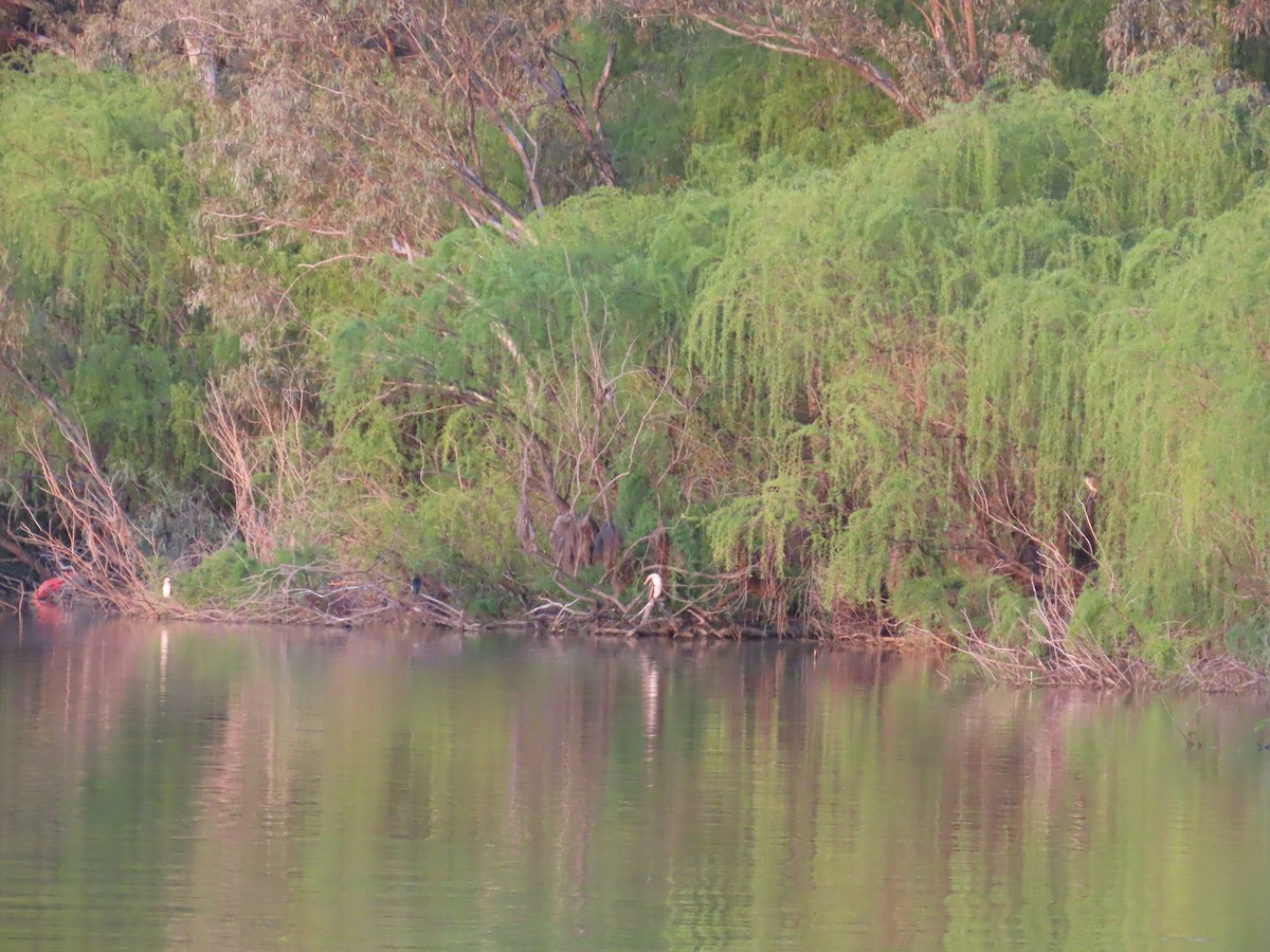 Nankeen Night Heron - ML625715452