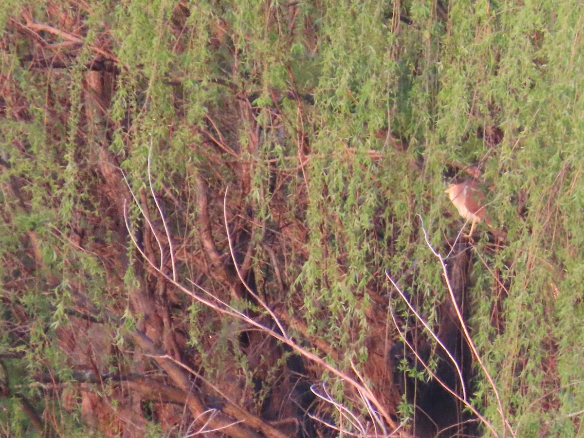 Nankeen Night Heron - ML625715453