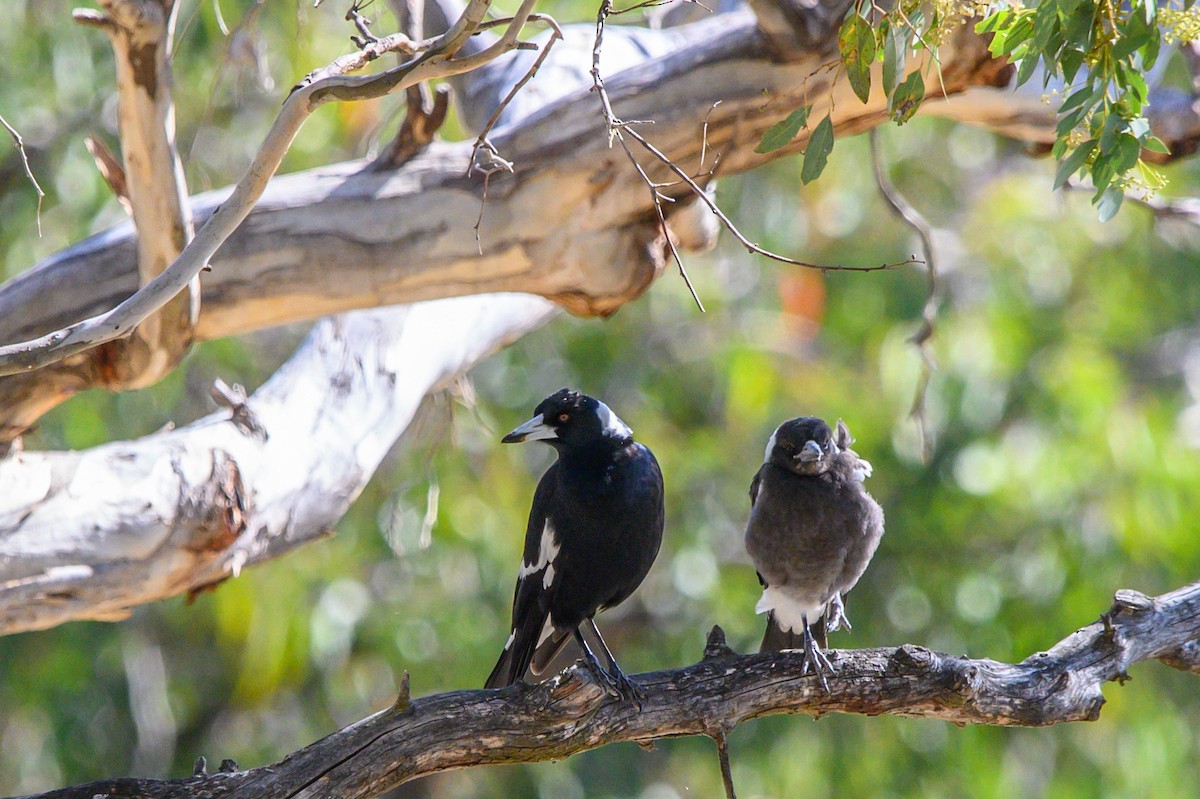 Australian Magpie - ML625715801