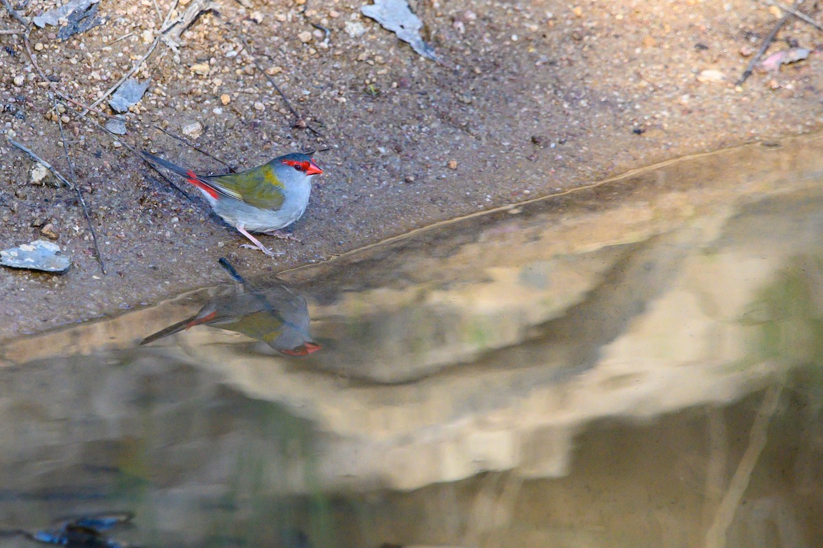 Red-browed Firetail - ML625715802