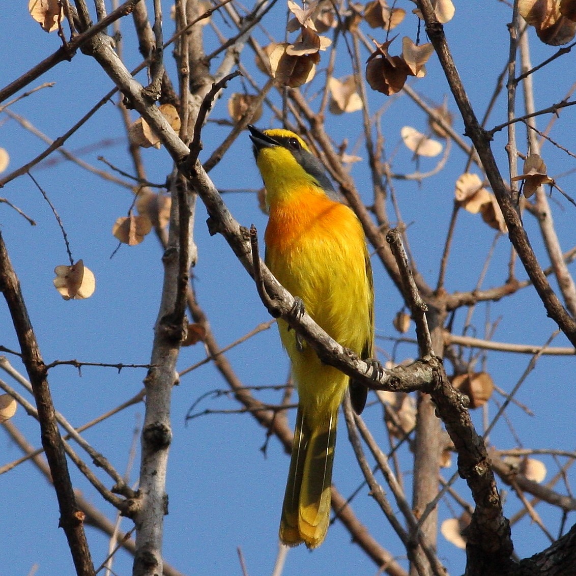 Sulphur-breasted Bushshrike - ML625715829