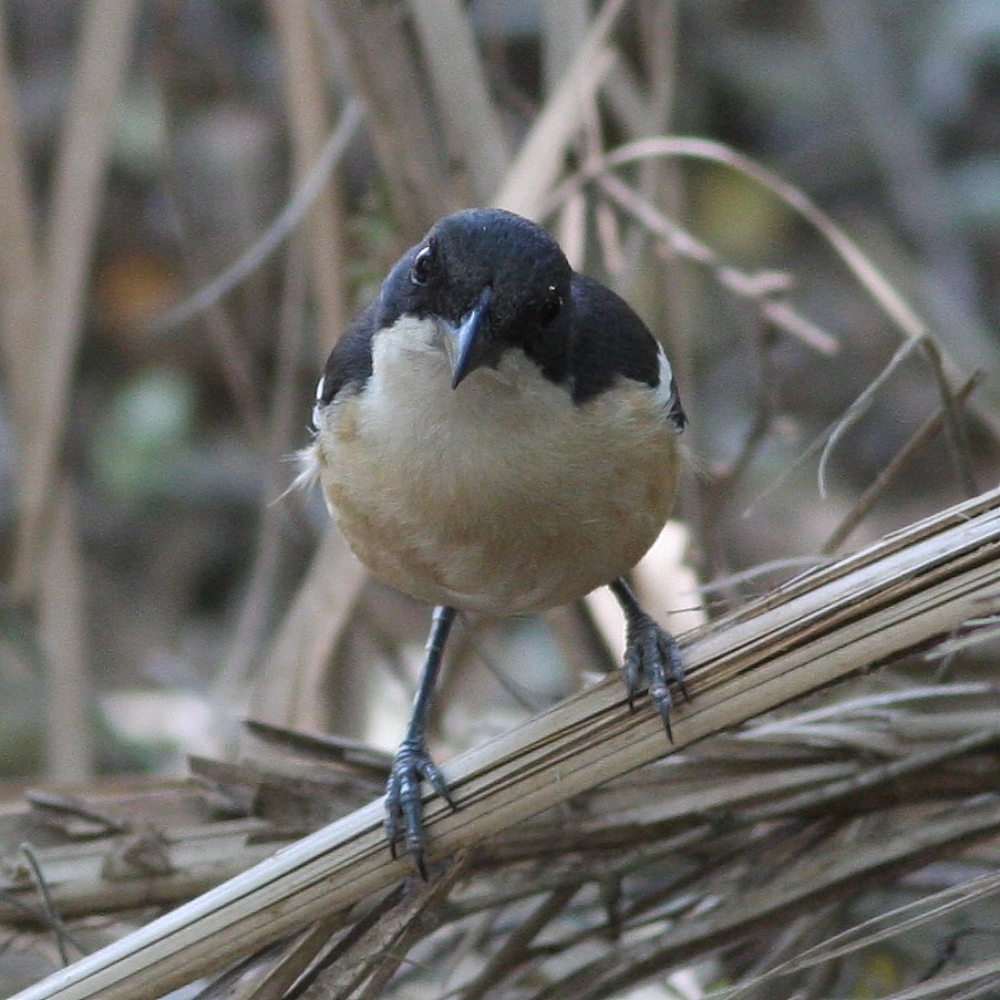 Southern Boubou - ML625715841