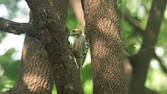 Yellow-crowned Woodpecker - ML625715937