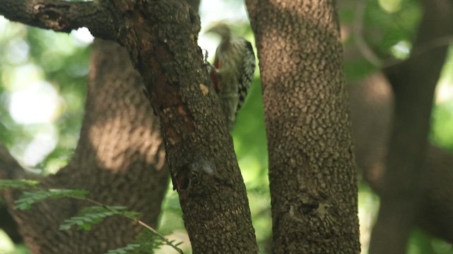 Yellow-crowned Woodpecker - ML625715938