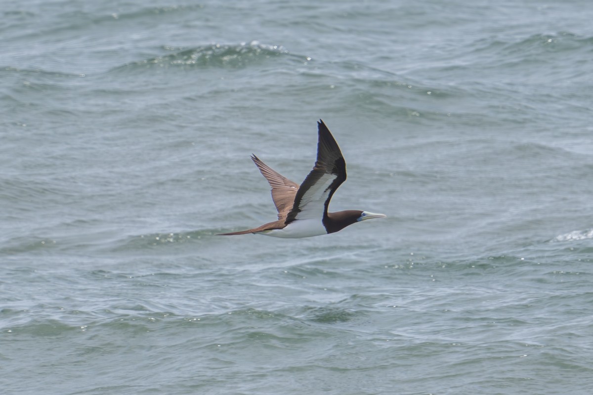 Brown Booby - ML625716382