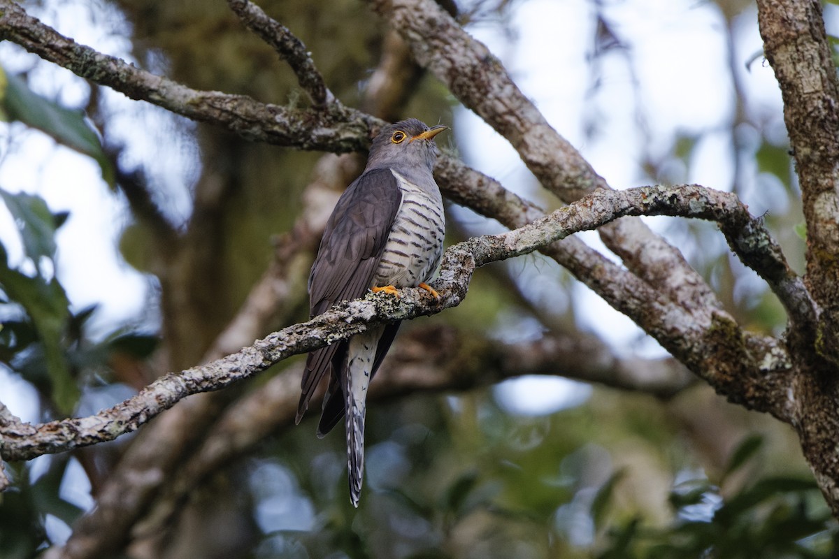 Cuco Malgache - ML625716393