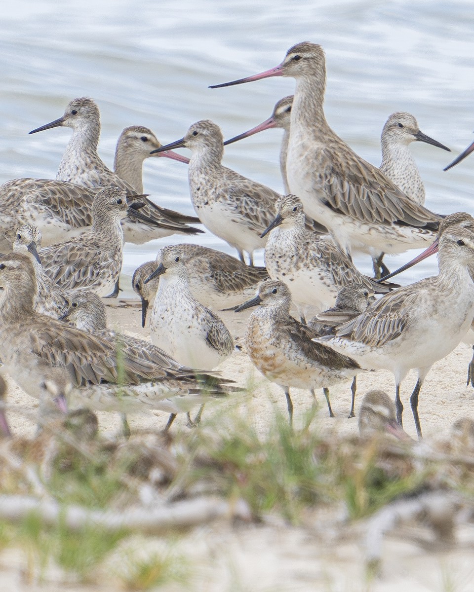 Red Knot - ML625716427