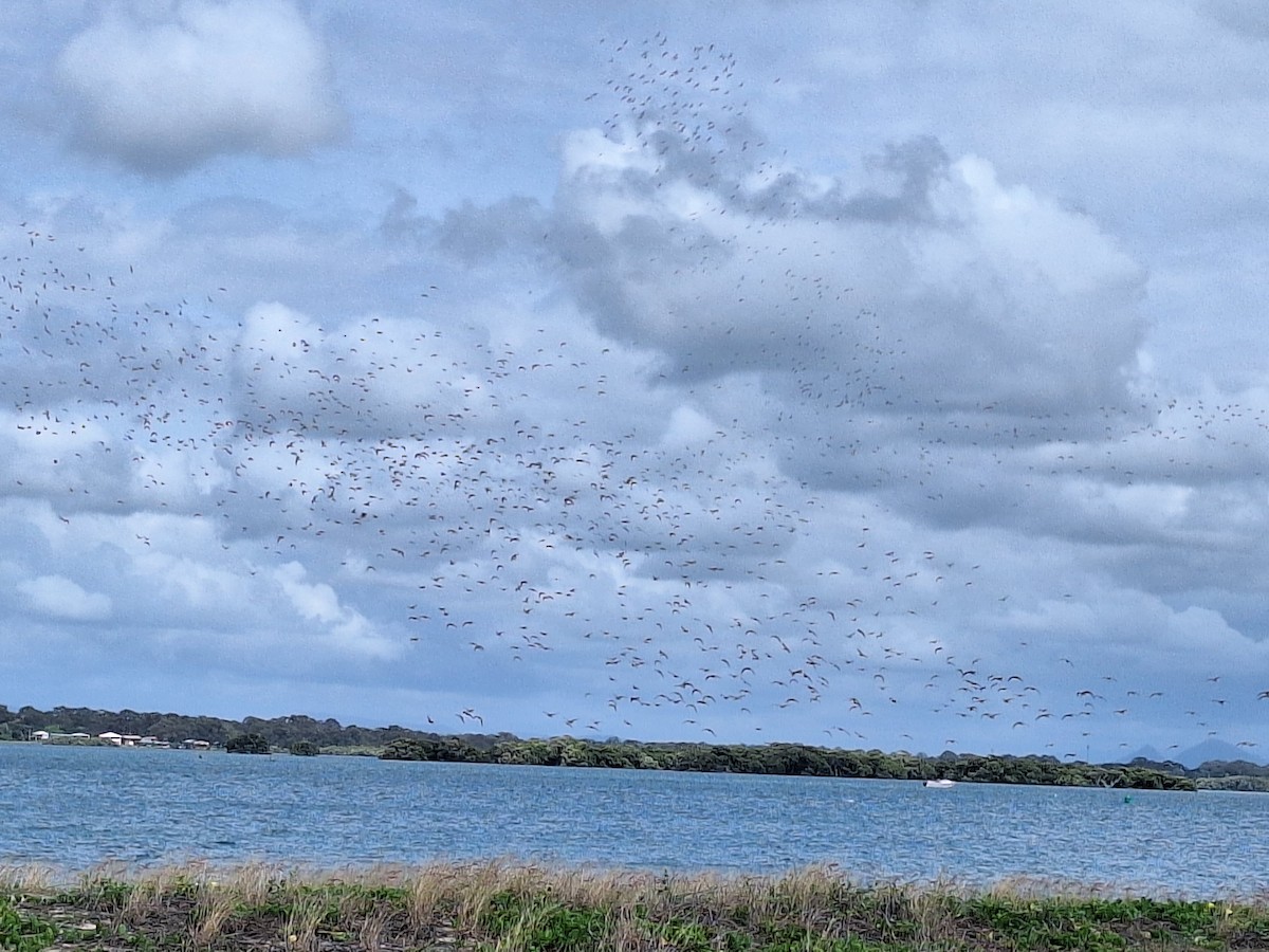 Bar-tailed Godwit - ML625716440