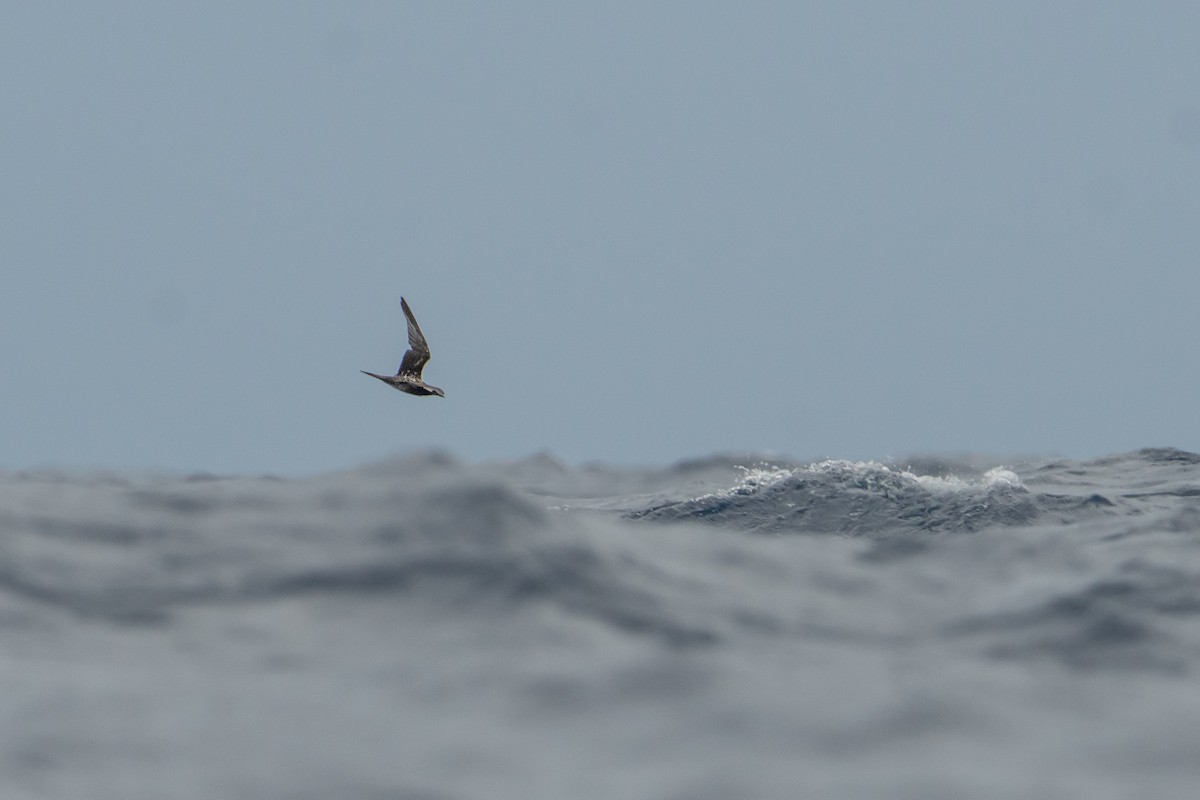 Sooty Tern - ML625716644
