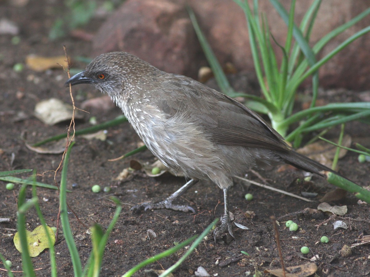 Arrow-marked Babbler - ML625716799