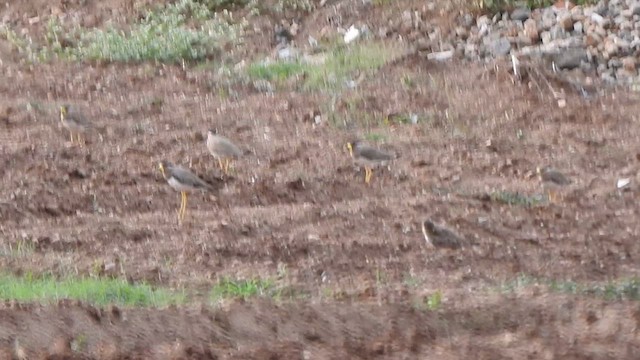 Yellow-wattled Lapwing - ML625717236