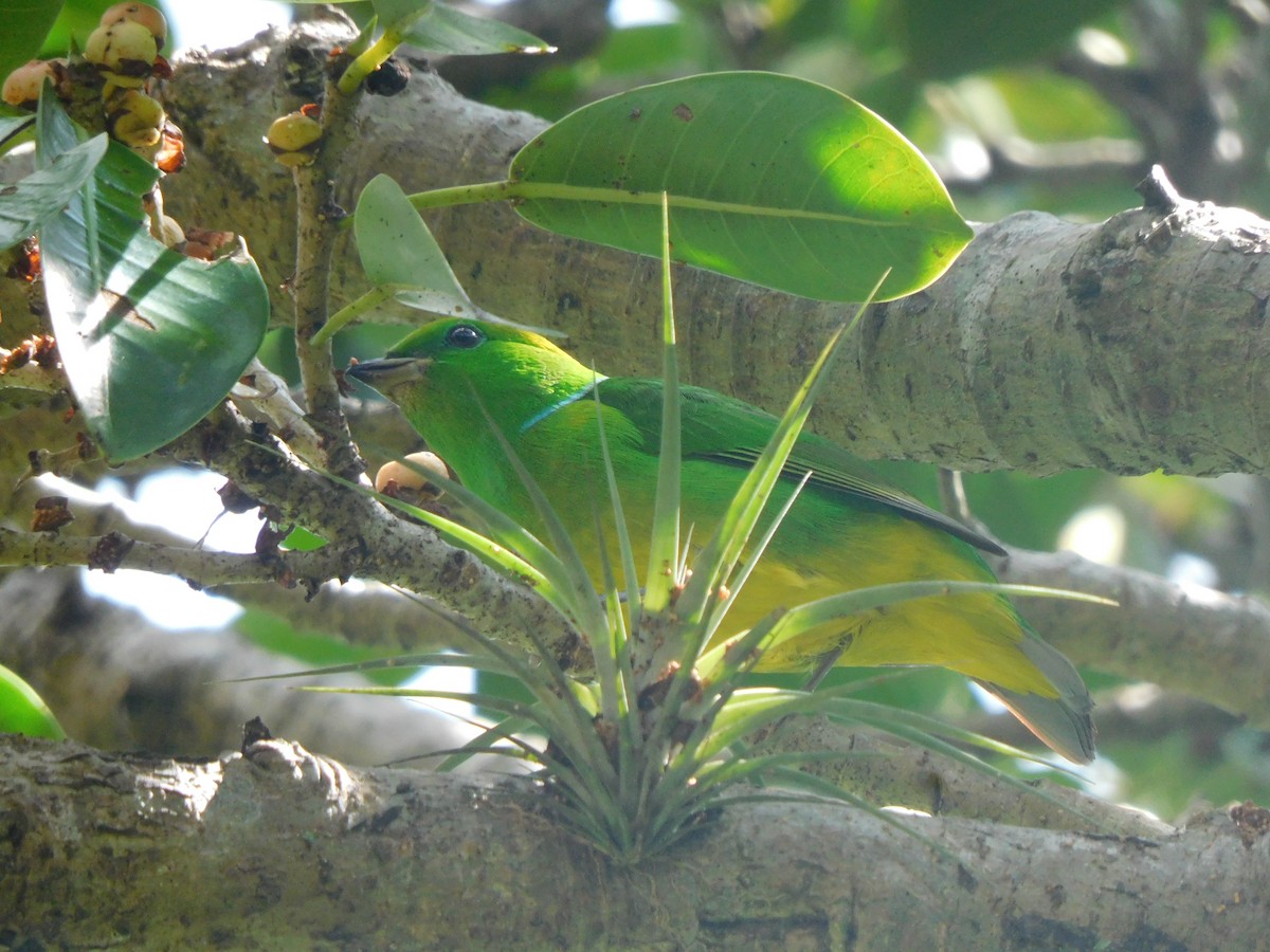 libohlásek malachitový - ML625717330