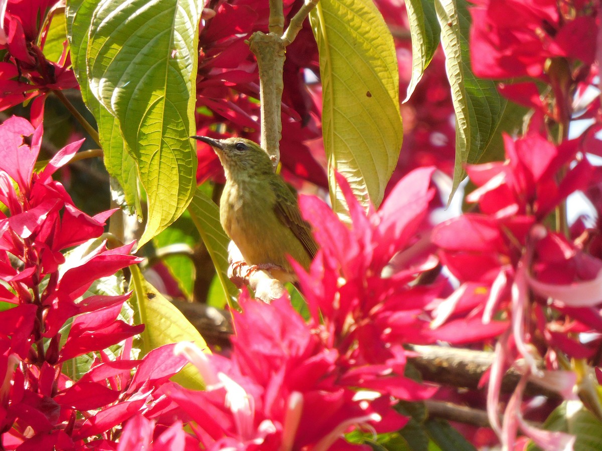 Red-legged Honeycreeper - ML625717345