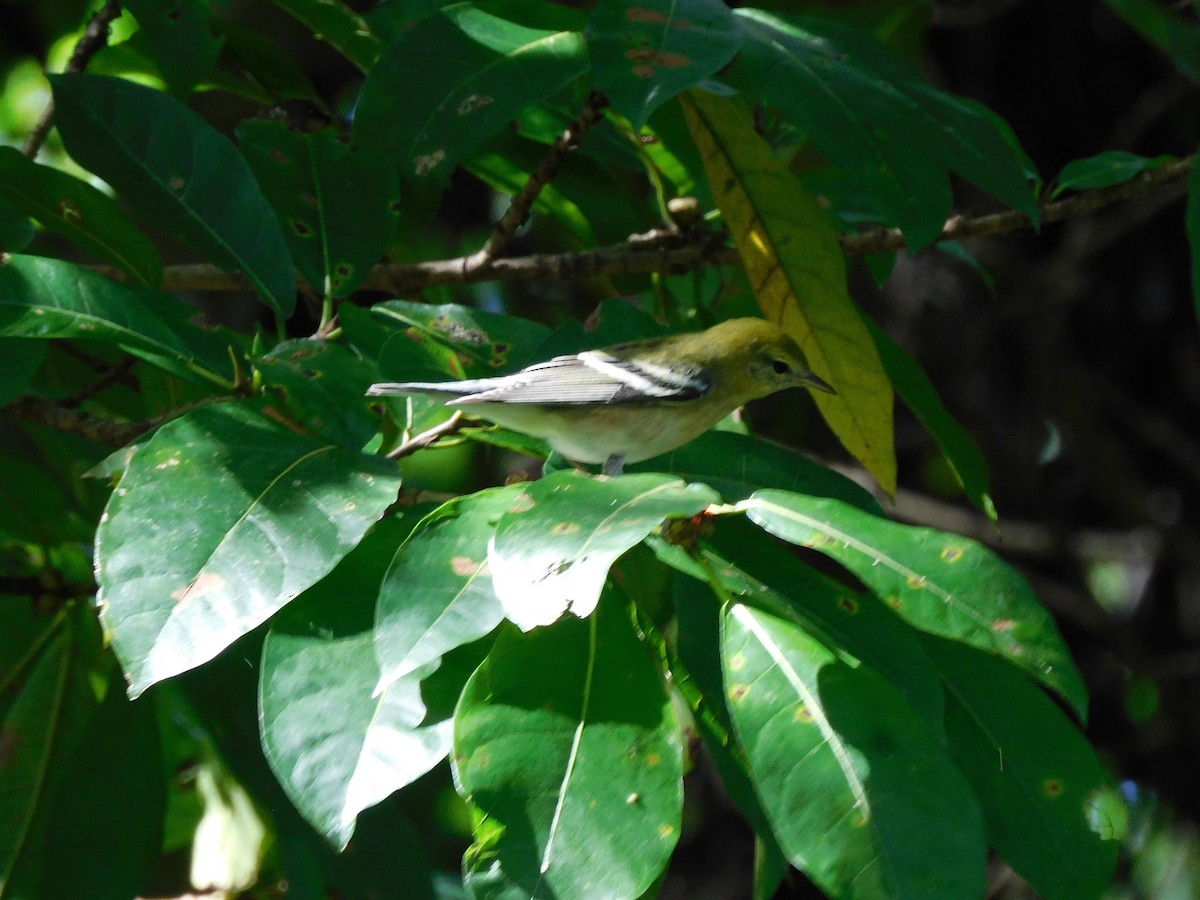 lesňáček kaštanový - ML625717377