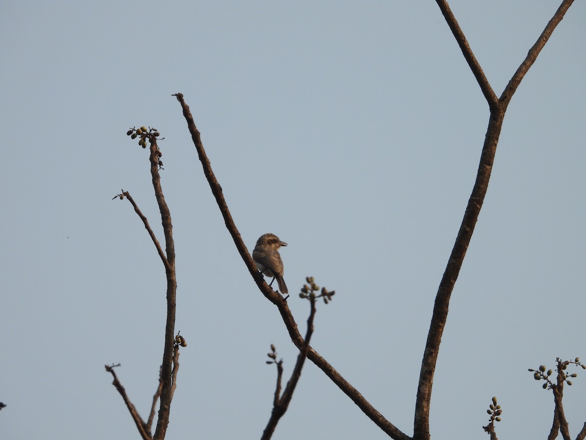 Common Woodshrike - ML625717397