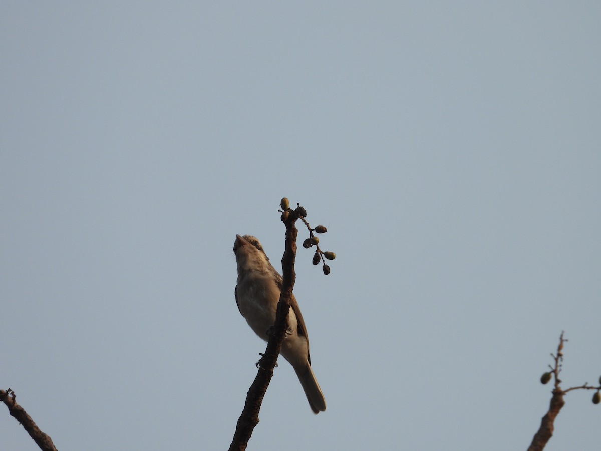 Common Woodshrike - ML625717398