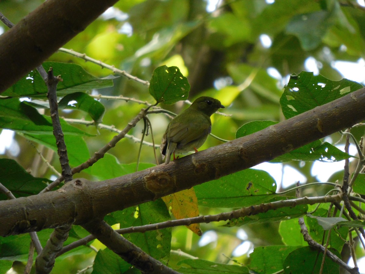 Long-tailed Manakin - ML625717411