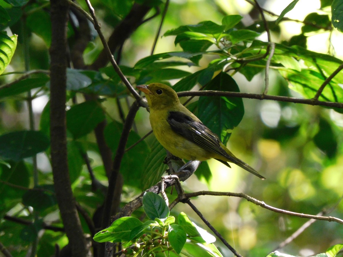 piranga šarlatová - ML625717415