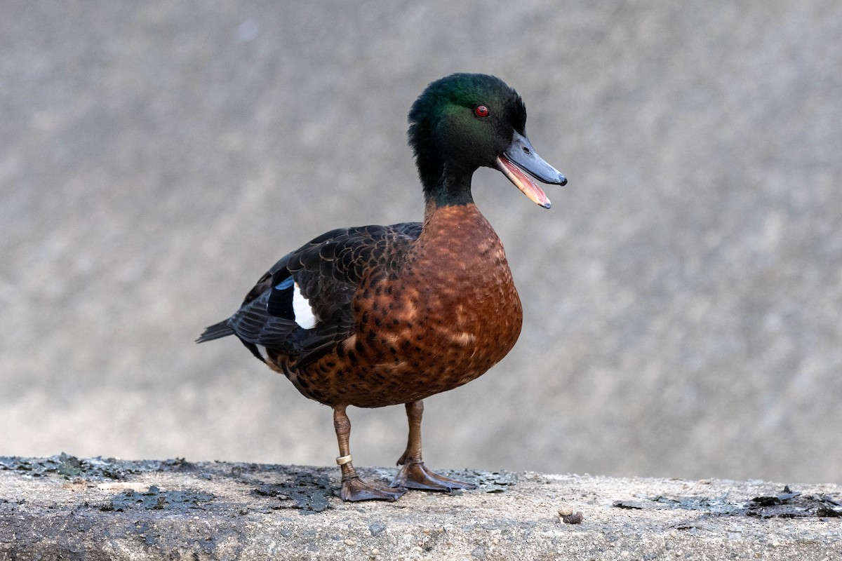 Chestnut Teal - ML625717472