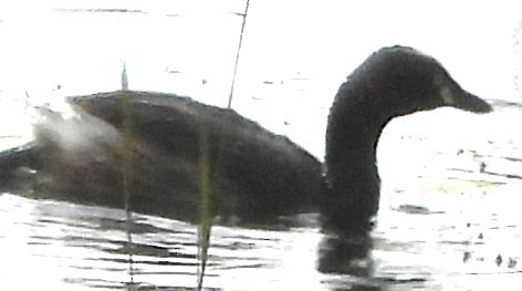 Australasian Grebe - ML625717488