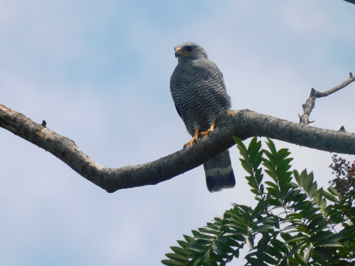 káně popelavá - ML625717490