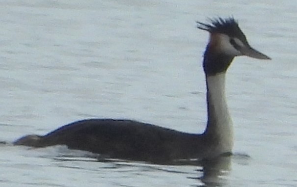 Great Crested Grebe - ML625717491