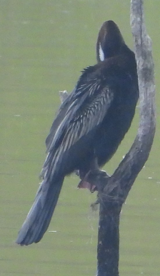 Australasian Darter - ML625717534