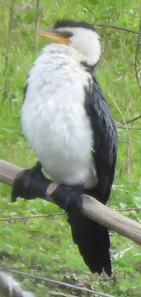 Little Pied Cormorant - ML625717545