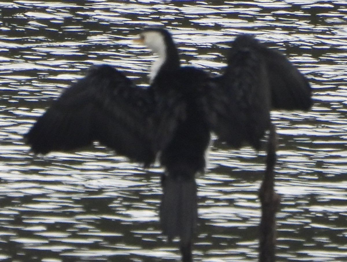 Little Pied Cormorant - ML625717546