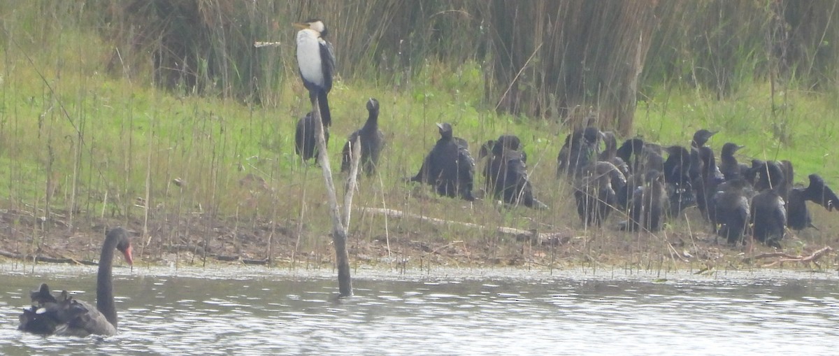 Little Black Cormorant - ML625717552