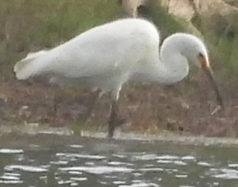 Little Egret - ML625717576