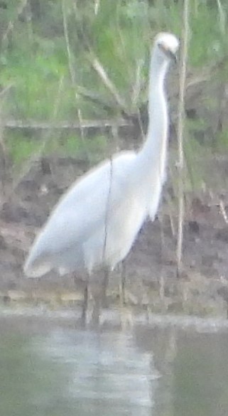 Little Egret - ML625717592