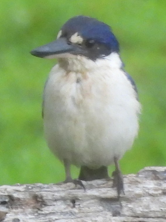 Forest Kingfisher - ML625717622