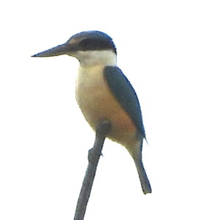 Sacred Kingfisher - ML625717625